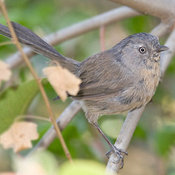 Wrentit